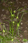 Greater bladder sedge